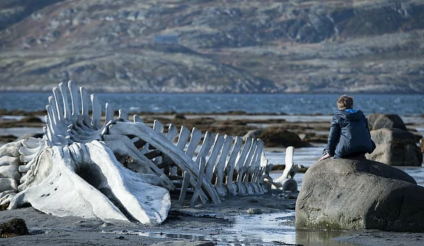 Скелет кита из «Левиафана» вернулся в Териберку