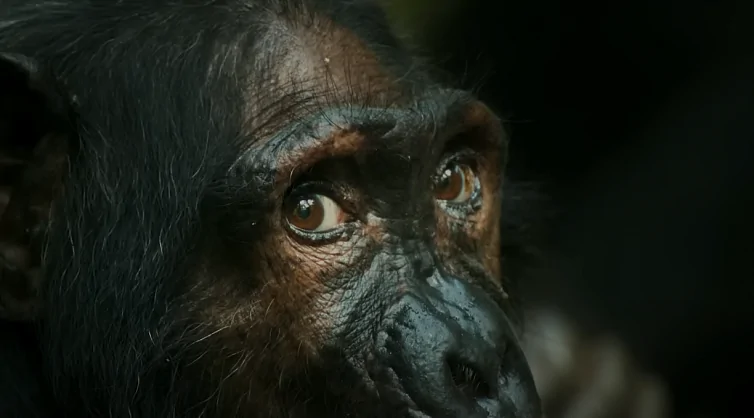 Махершала Али озвучил доксериал о шимпанзе: трейлер