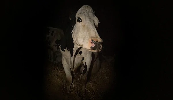 Потерянная одинокая корова: вышел трейлер документального фильма Андреа Арнольд