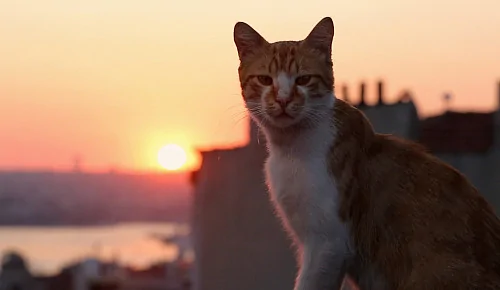 В Москве пройдёт благотворительный показ фильма «Город кошек» и ярмарка