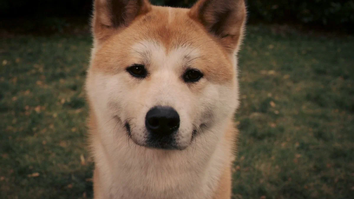 Хатико: Самый верный друг