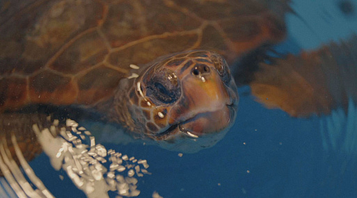 Фестиваль документалистики «Докер» откроется в Москве 4 сентября