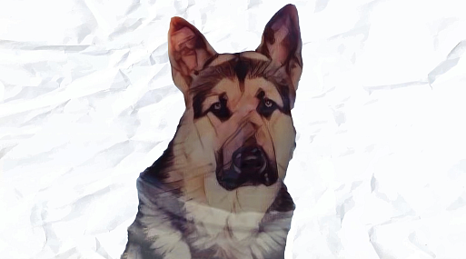 НТВ приступил к съёмкам нового сезона «Мухтара»