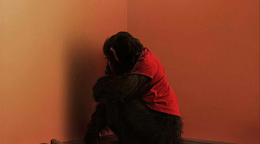 Обезьяна становится убийцей в трейлере хоррора «Примат»