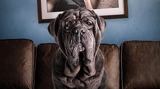 Пёс с тобой: Зинаида Пронченко о фильме «Моя собака Идиот»