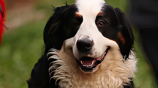 Барон вернётся в сериале «Букины»