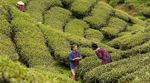 Вышел трейлер «Чёрного чая» — нового фильма режиссёра «Тимбукту»