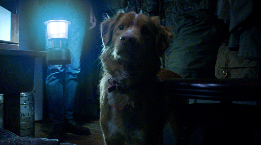 Трейлер хоррора «Глазами пса»: лучший друг человека против тёмных сил