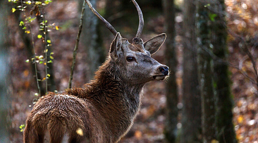 Олени, еноты и зайцы в естественной среде обитания на кадрах «Бемби»