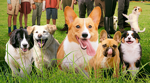 Премьера постера семейной комедии «Академия четвероногих»