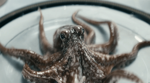 PETA поблагодарила авторов «Пацанов» за этичное отношение к осьминогам