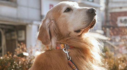 Питомцы устраивают «Хвостатый переполох» в трейлере южнокорейского драмеди