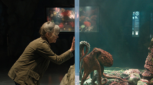 Салли Филд и осьминог в тизере экранизации «Необычайно умные создания»