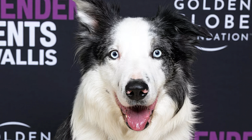 Пёс Месси получит свой короткометражный сериал