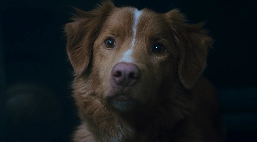 Верный друг против тёмных сил в новом трейлере хоррора «Глазами пса»