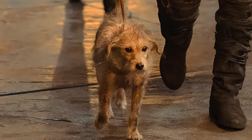 Джордж Мартин рассказал, какие изменения «Дома дракона» его порадовали