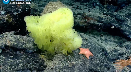 Учёные обнаружили реальных Губку Боба и Патрика на дне океана