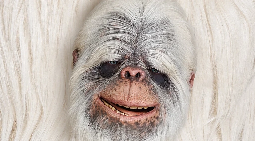 «сНежный человек» пытается вернуться домой в трейлере семейного фэнтези