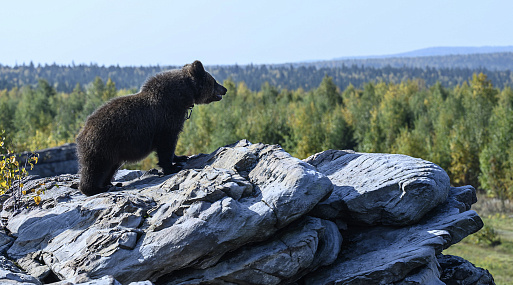 Премьера нового трейлера приключенческого блокбастера «Пальма 2»
