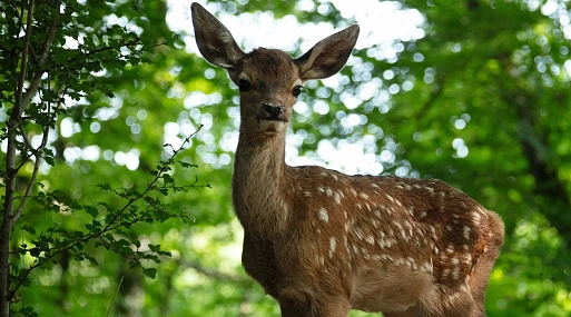 Французскую драму «Бемби. История жизни в лесу» покажут в России